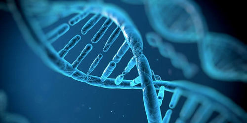 Genetic association analysis of TCF7L2 common variants with type 2 diabetes risk within the Bushehr Elderly Health BEH program